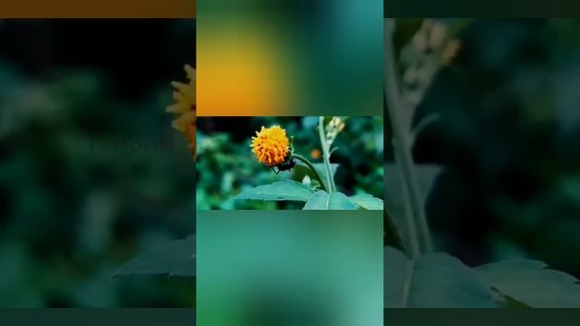 HAL SIN SAMBAHAYANG, IBAN PAGHULA HULAH DANA PA ILMU PAKAMATAY,