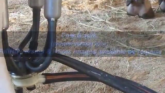 как доить коров cows milking technology доильный аппарат доилка смотреть онлайн
