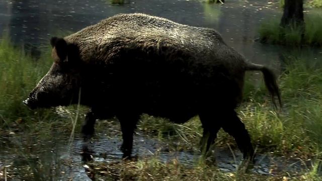 природа кабан сова волк оператор режиссёр Бродский Михаил смотреть онлайн