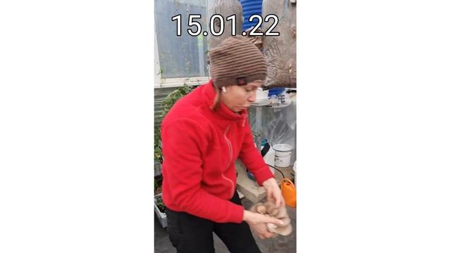 Вешенки и эринги, мой эксперимент??? смотреть онлайн