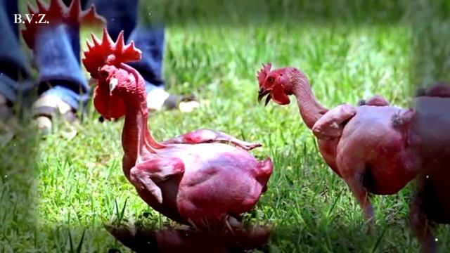 Породы домашних кур. смотреть онлайн