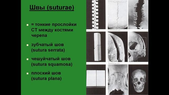 Соединения костей. Фиброзные соединения. Швы и вколачивания. смотреть онлайн