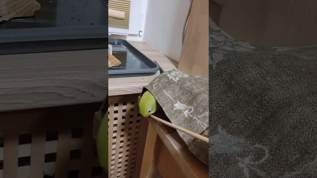 Ожереловый попугай  в домике