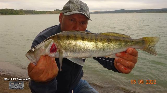 Ловля судака в начале осени на донки. смотреть онлайн
