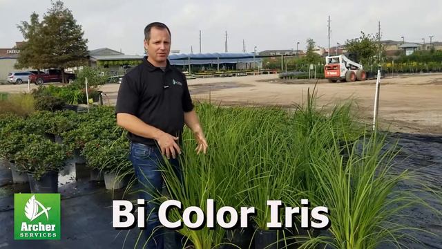 Bi Color Iris - Archer Services смотреть онлайн