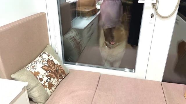 Распаковка еды из ресторана для любителей заказывать на дом ?