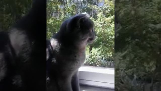 Рубрика "Вопрос-ответ". #1. смотреть онлайн