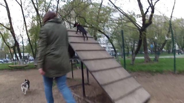 французский бульдог, миниатюрный бультерьер и КО смотреть онлайн