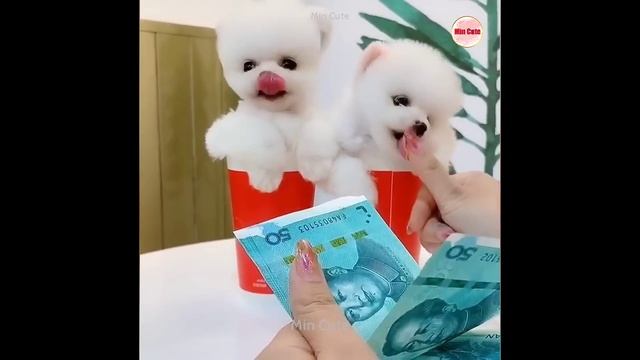Tik Tok Chó Phốc Sóc Mini ? Funny and Cute Pomeranian #34 смотреть онлайн