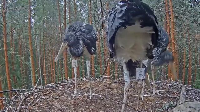 Черный аист . Голоса аистят. Они зовут отца. смотреть онлайн