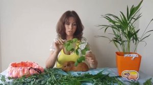 Питание морских свинок / травы