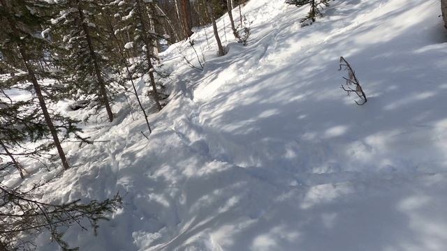 Охота на Соболя в Саянах, добыча 2-х Соболей за раз