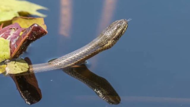 सपने में साँप को पानी में देखना | सपने में पानी में साँप देखना | seeing snake in water | смотреть онлайн