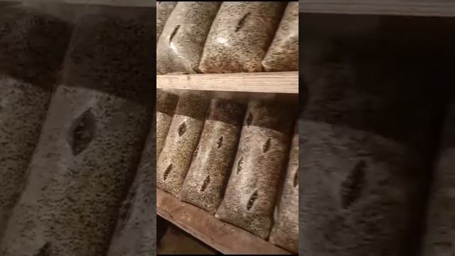 Выращиваем вешенку смотреть онлайн