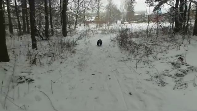 Зимушка- зима( яванские макаки Семён и Маруся) смотреть онлайн