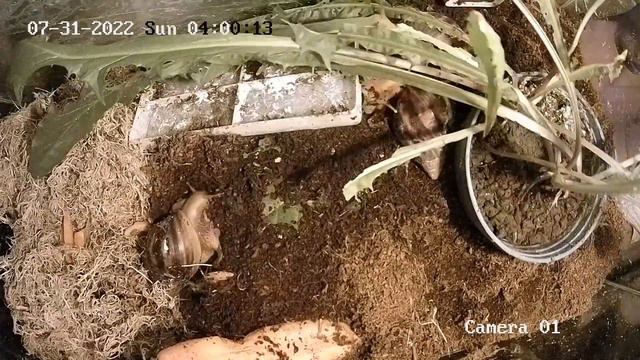 Ахатины 9 дней без ухода, таймлапс