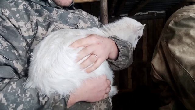 Маленькая козочка приболела. Укололи козлятам силен. Переезд в деревню смотреть онлайн