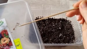 Как посеять вербену гибридную  Что делать когда появятся всходы вербены