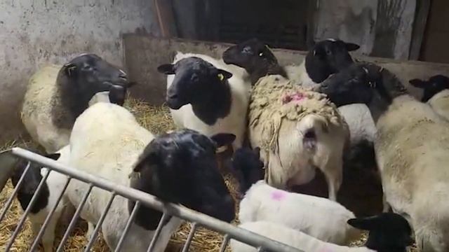 Племенные овцы Дорпер! Мясная порода овец! Разведение домашних баранов и овец! Овцеводство