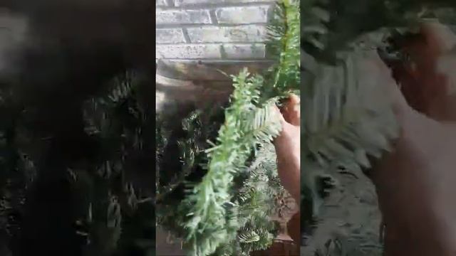 Нобилис датская ель для новогодних композиций смотреть онлайн