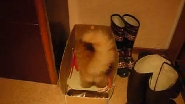 Маленький» дикий котенок Васяндрий на улице смотреть онлайн