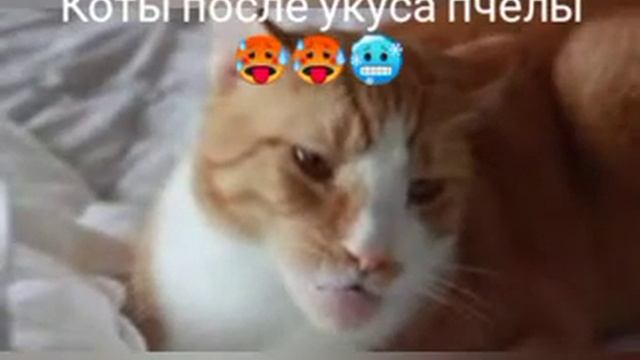 Коты после укуса пчелы ? смотреть онлайн