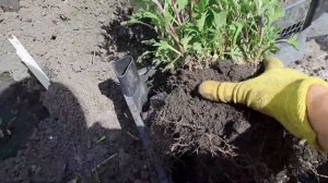 В СРОЧНОМ ПОРЯДКЕ СДЕЛАЙТЕ ЭТО С ХРИЗАНТЕМОЙ  В ОТКРЫТОМ ГРУНТЕ.