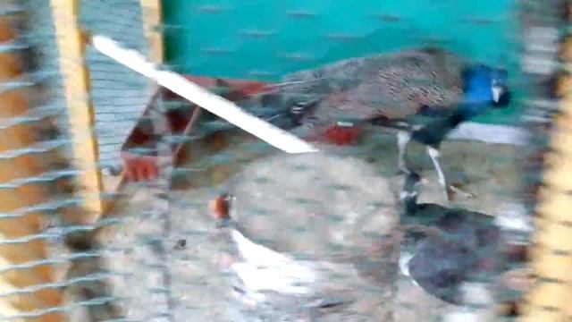 Контактный зоопарк и очередь в детский сад смотреть онлайн