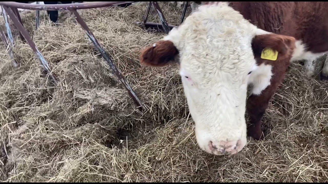 Герефорды КФХ Герефорд. С Новым годом!