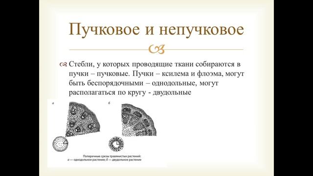 Органы растения. Листья. Стебель. Почки. Видоизменения побега. смотреть онлайн