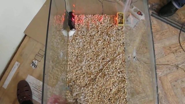 Тестирование "Град А-1000 ПРО" на мышей в беззвучном режиме (только ультразвук) смотреть онлайн