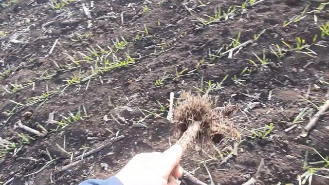 Микориза на корнях и Триходерма на остатках подсолнечника 2020 после внесения биопрепаратов. смотреть онлайн