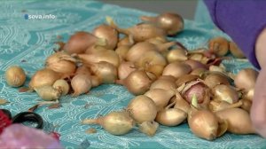 Как хранить лук-севок до посадки?