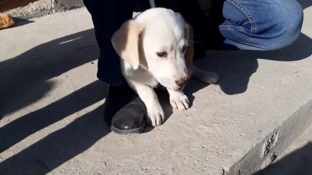 SAMARQAND IT BOZORI //САМАРКАНД ИТ БОЗОРИ НАРХЛАРИ