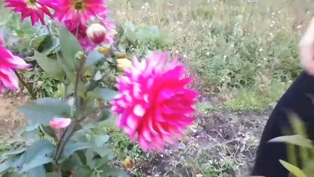 Срезали все цветы в огороде к 1 сентября смотреть онлайн