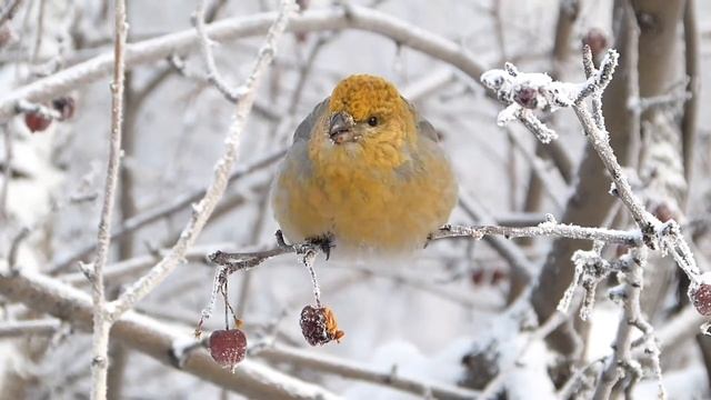 Лесные встречи. Щур. смотреть онлайн