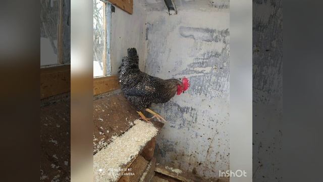 Жизнь в курятнике из экструдированного пенополистирола. смотреть онлайн