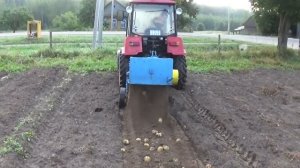 Уборка картофеля однорядной копалкой.Трактор БЕЛАРУС 320.4.
