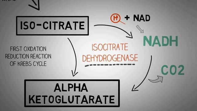 KREBS CYCLE MADE EASY - Krebs cycle Simple Animation. Carbohydrate Metabolism Lesson смотреть онлайн
