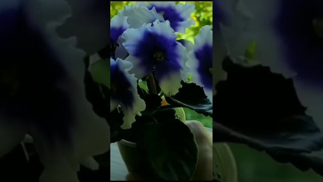 ФИАЛКА Humaco No Name смотреть онлайн