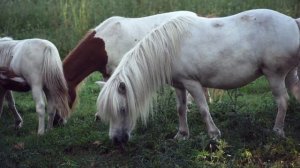 Animals. Как ведут себя животные в природе?