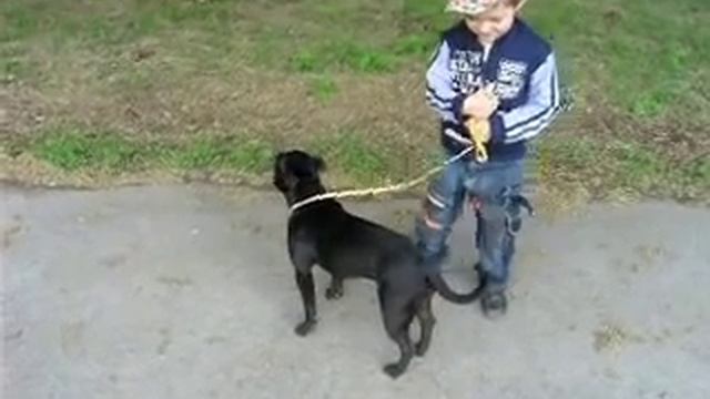 Стаффордширский бультерьер 7 месяцев смотреть онлайн