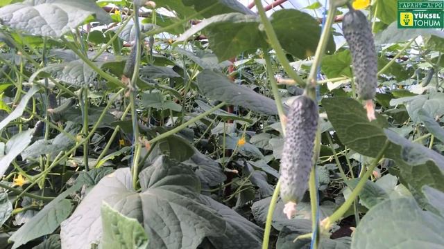 Огурец Лютояр F1. Удаление нижних листьев. Применение Гибберлина, Марганца и Цинка смотреть онлайн