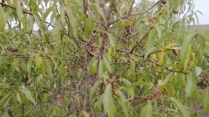 Миндаль. Урожайный и полезный плод.