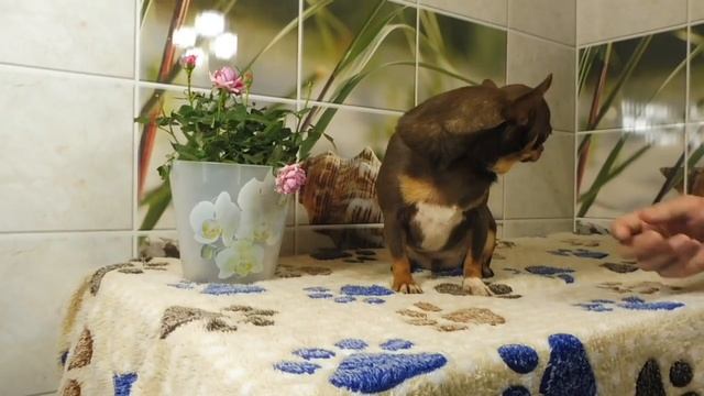 #ЧИХУАХУА Вильгельм размер в 1 год и 2 месяца/ купить щенка породы чихуа в питомнике РКФ Мари Мисти смотреть онлайн