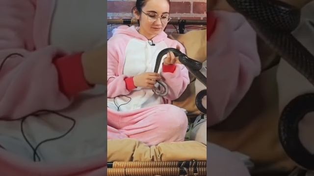 POV: тебя кусает змея. Твои действия? #змея #укус #бойга #ядовитаязмея смотреть онлайн