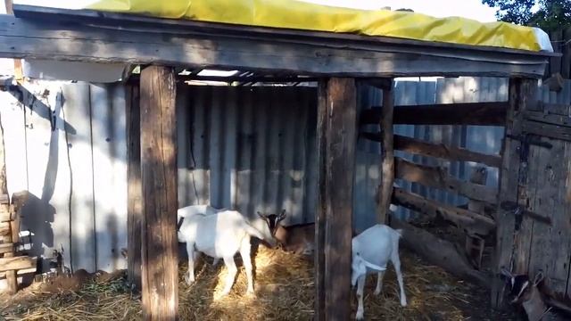 Навес для коз.