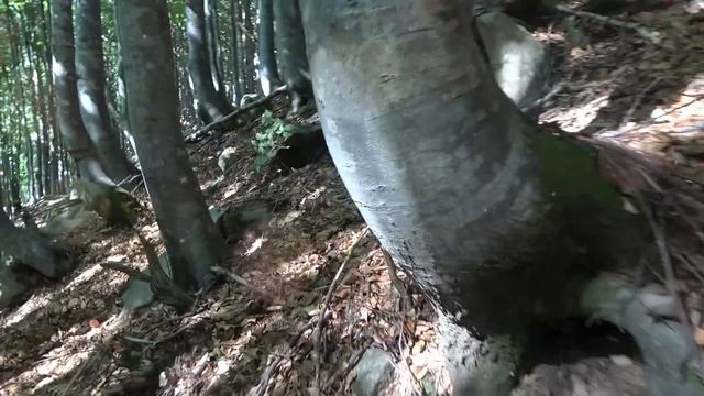Bellissimi funghi porcini raccolti nel bosco selvatico - video inedito settembre 2022 смотреть онлайн