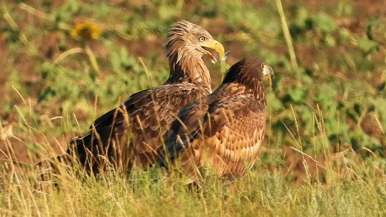 Young White-Tailed Eagle asks to share the prey with it смотреть онлайн