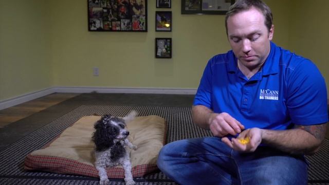 A Game That Teaches Your Dog Self-Control смотреть онлайн